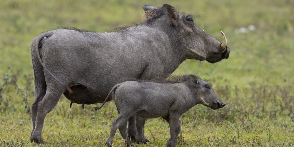 Warzenschwein Rektum