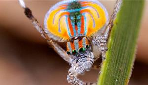 Top 10 Coolste Spinnen Ter Wereld