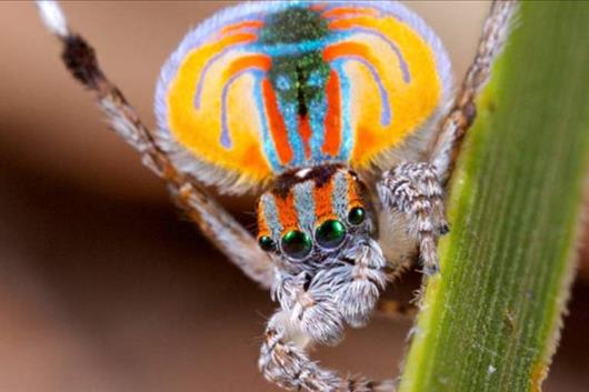 Top 10 Coolste Spinnen Ter Wereld